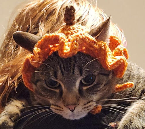 Grumpy kitty in his pumpkin hat Grumpy kitty in his pumpkin hat
